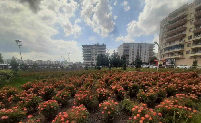 Bağlar Belediyesi’nin gül bahçesinde renk cümbüşü