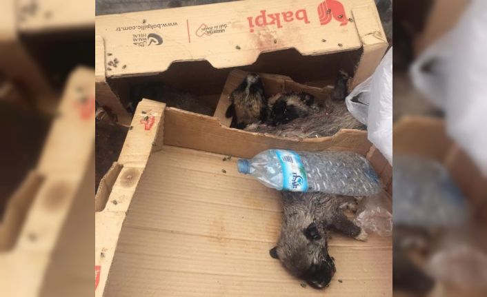 Burdur’da 6 köpek yavrusu vurularak öldürülmüş halde bulundu