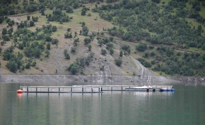 Devletin projeleriyle Şırnak’ta balık hasadı yapılıyor