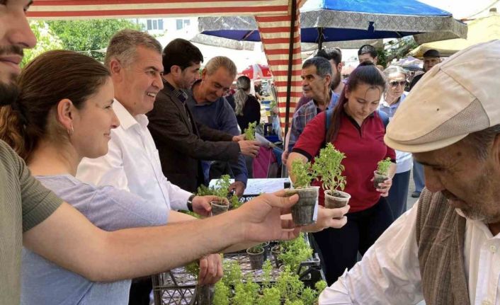 Doğal sivrisinek kovar fesleğenler yoğun ilgi gördü