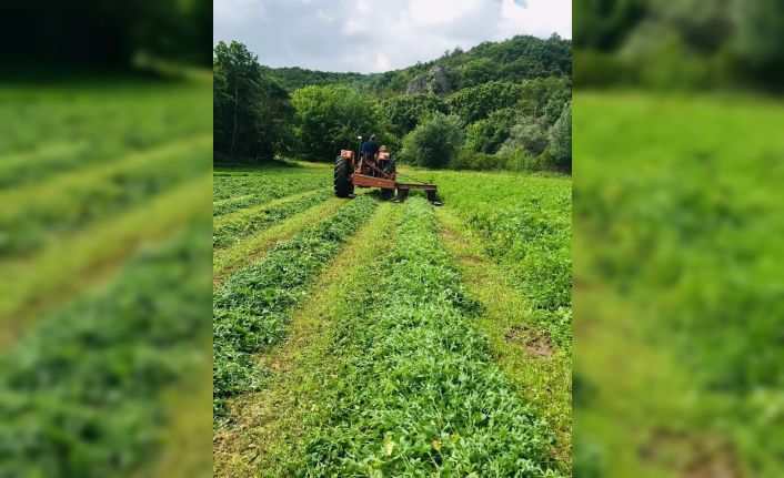 Edirne’de tarlada 228 bin kök kenevir ele geçirildi