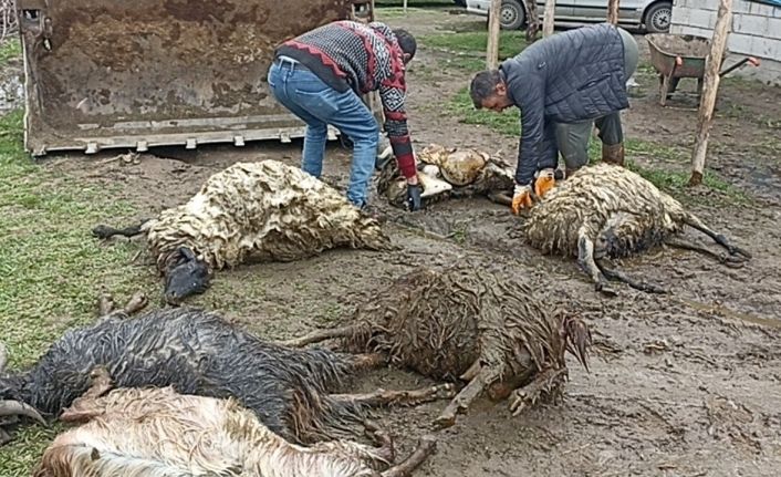 Erciş’te ahıra kurt girdi, koyunları telef etti