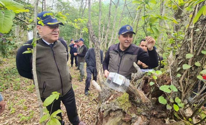 Gal arısıyla mücadelede "Torymus sinensis" böceğini doğaya saldılar