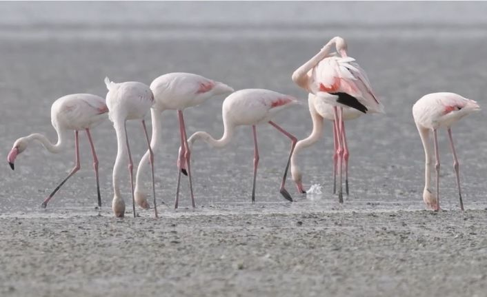 Göle gelen binlerce flamingo renkli görüntüler oluşturdu