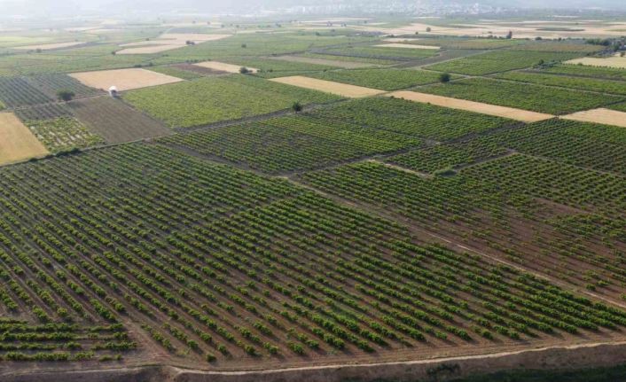 Hatay’da depremzede üreticiler üzüm yaprağı mesaisinde