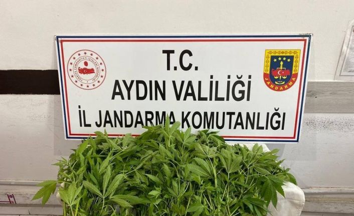 Jandarmanın yasadışı kenevir ekimi ile mücadelesi sürüyor