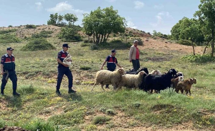 Kaybolan küçükbaş hayvanlar jandarma ekiplerince bulundu