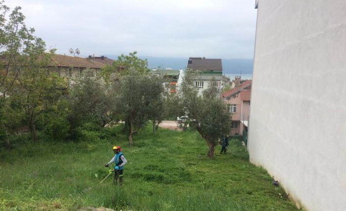 Körfez’de yabani ot biçme çalışmaları sürüyor