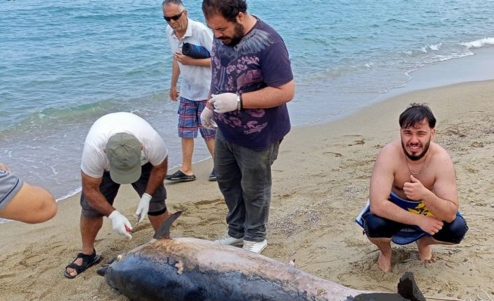 Kuşadası’nda iki yunus karaya vurdu