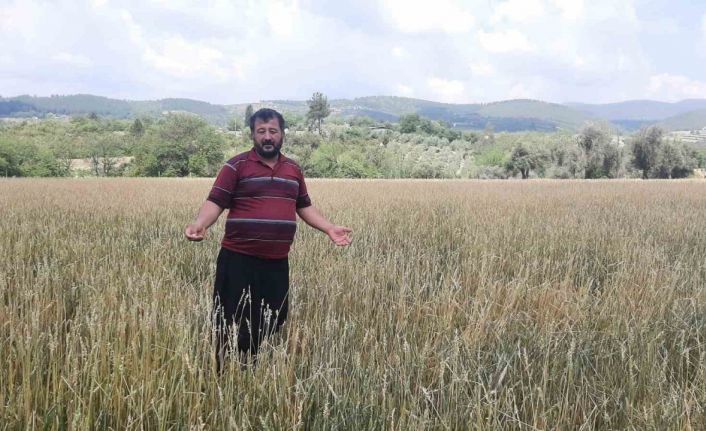 Osmaniye’de dolu yağışı buğday tarlalarını vurdu