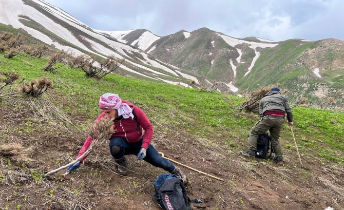 Pancar toplamak için dağlara tırmanıp kilometrelerce yürüyorlar