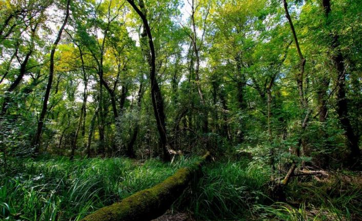 Samsun yüzölçümünün yüzde 7,08’i korunuyor