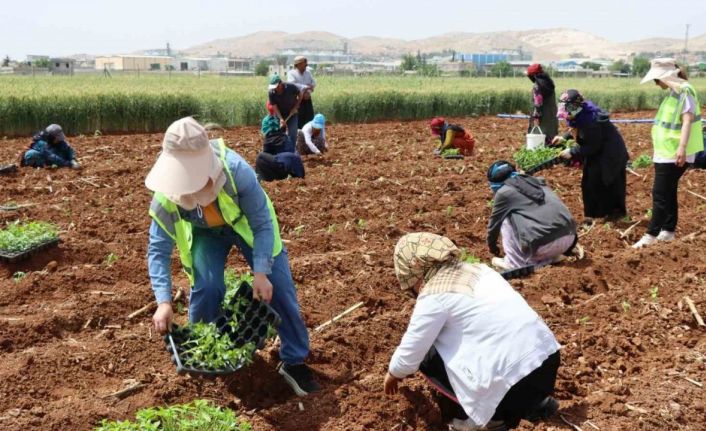 Şanlıurfa’da 200 bin isot fidesi toprakla buluştu