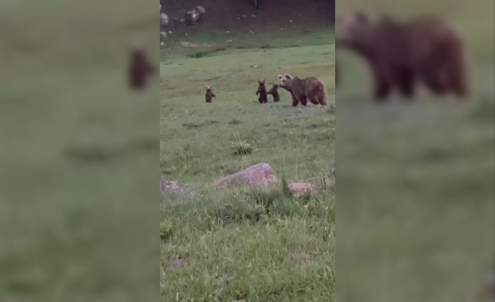 Sarıkamış’ta boz ayı ailesi görüntülendi