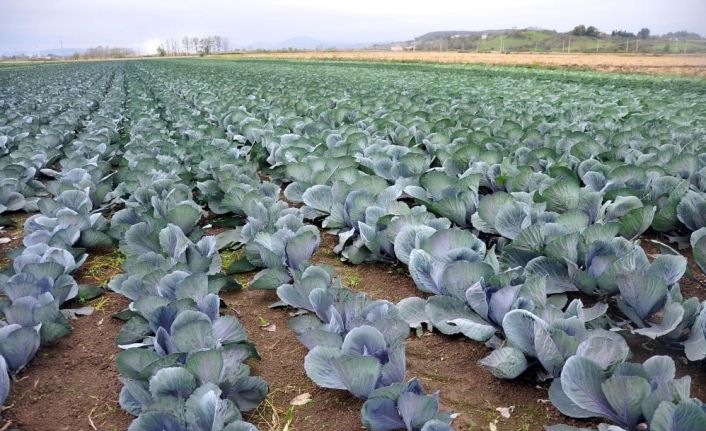 Sebze ve meyveyi Samsun üretiyor, Türkiye tüketiyor