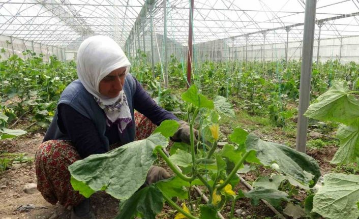 Tokat’ta seralarda salatalık hasadı başladı