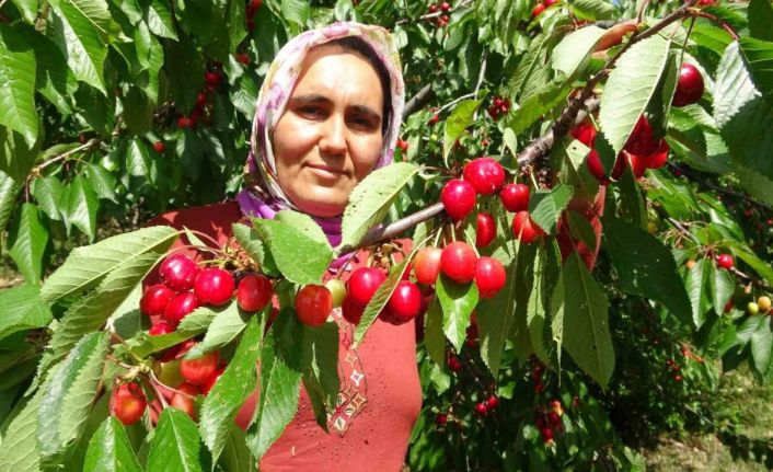 Turfanda kiraz çıktı: İlk hasatlar Norveç, Almanya ve Rusya’ya