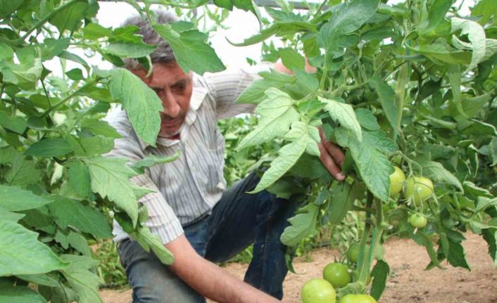 Türkiye’nin domates ihtiyacının yüzde 30’u bu bölgeden sağlanacak