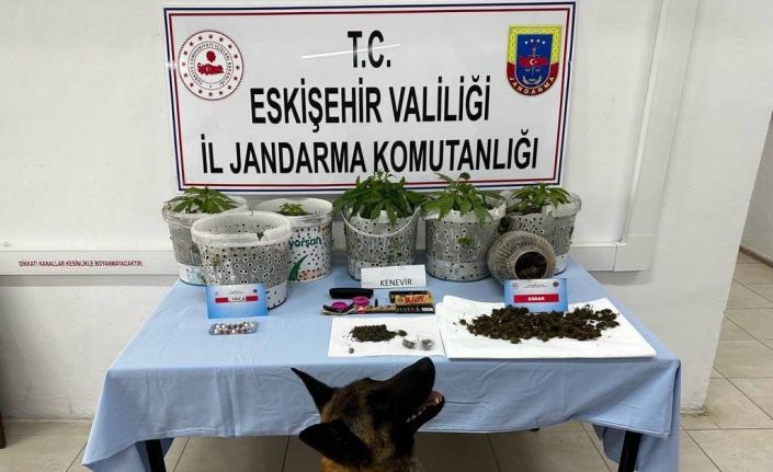 Uyuşturucu madde yetiştiren şahıslar Jandarma köpeği Akça’dan kaçamadı