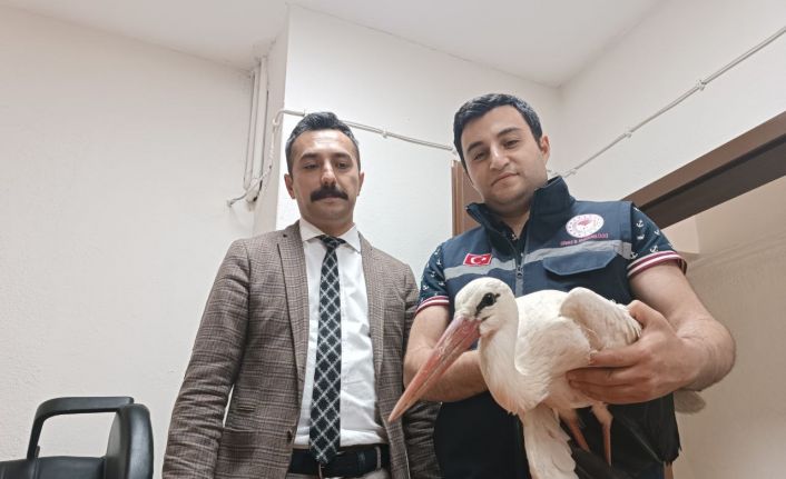 Yaralı halde bulunan leylek tedavi altına alındı