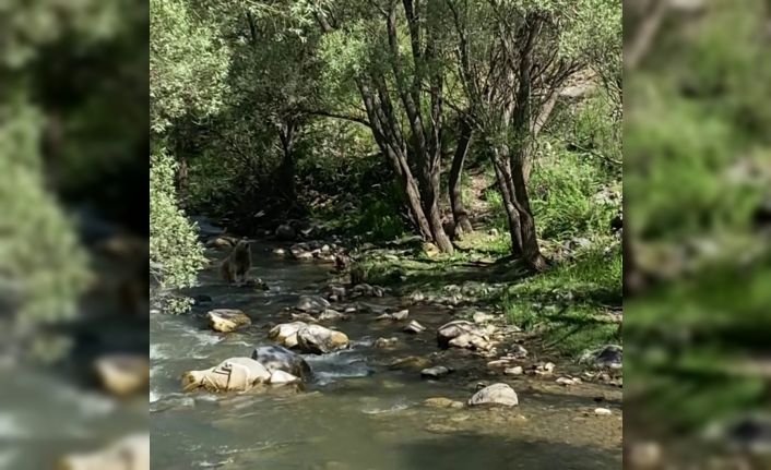 Anne bozayı ve 3 yavrusu su içti, vatandaşlar görüntüledi