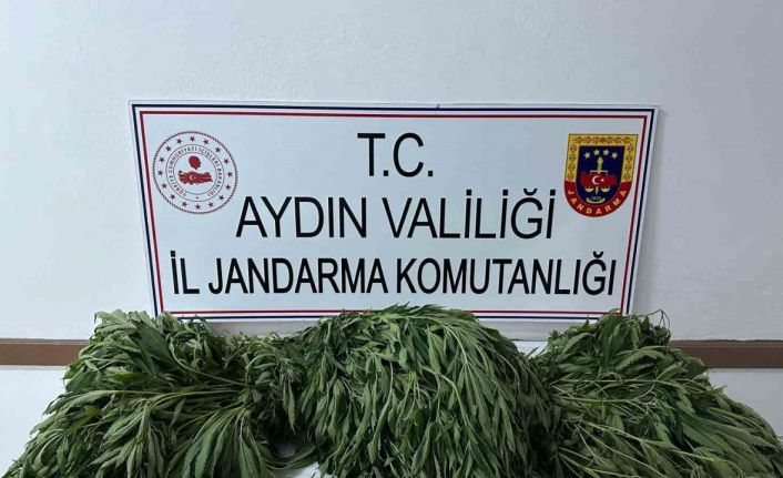 Aydın’da 90 kök kenevir ele geçirildi