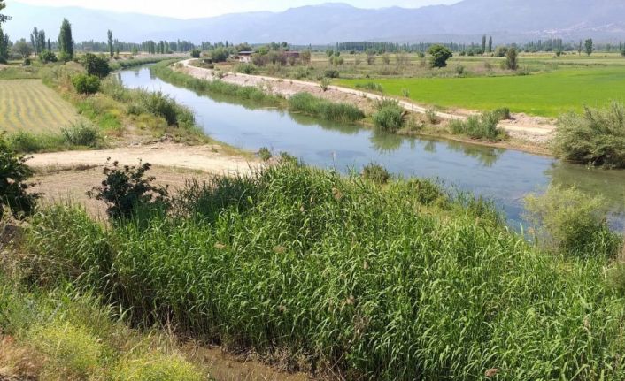 Aydın’da uzun yıllardır görünmeyen su samuru, ölü olarak bulundu