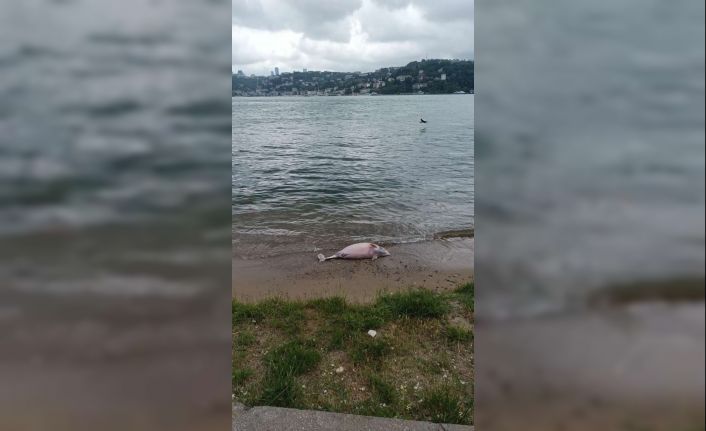 Beykoz’da ölü yunus kıyıya vurdu