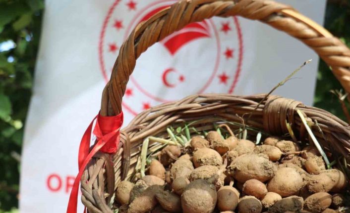 Buca’da salep hasadı yapıldı