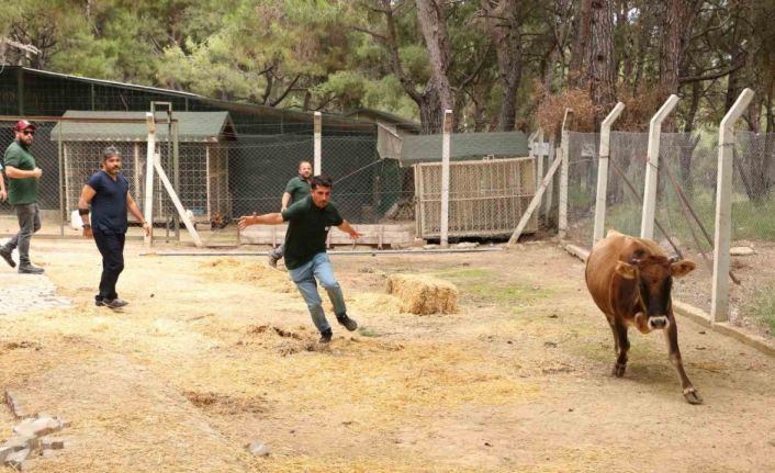 Büyükşehir Kurban Bayramı’na hazır