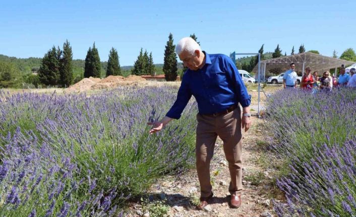 Büyükşehir Lavanta bahçesi ziyarete açılıyor