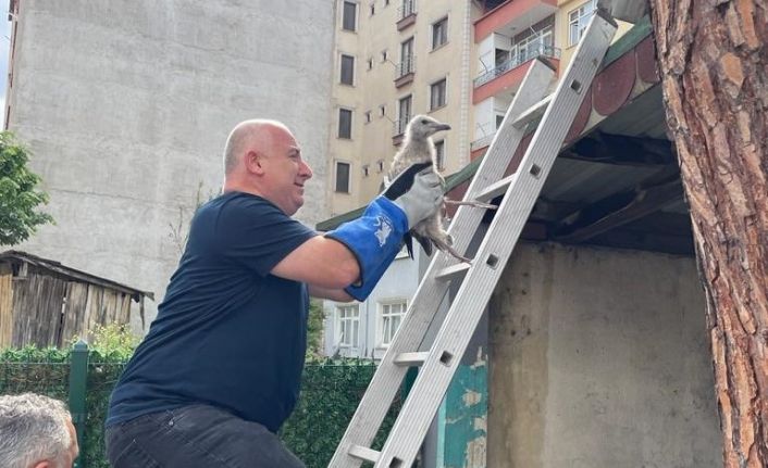 Çatıdan düşen yavru martıya vatandaşlardan şefkat eli