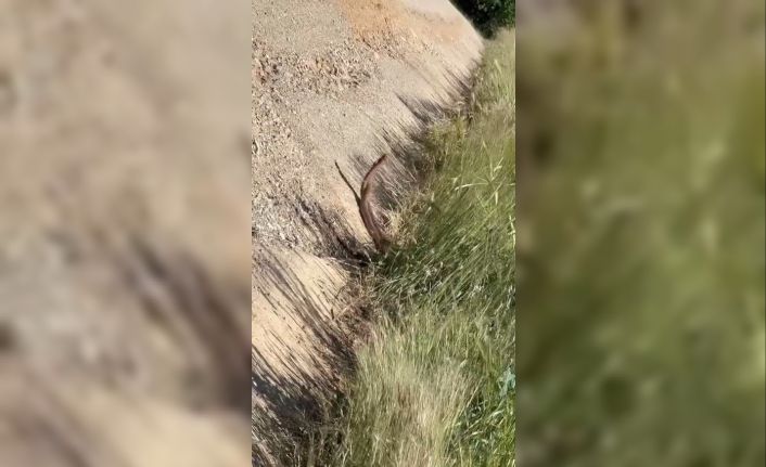 Elazığ’da yılanların dansı
