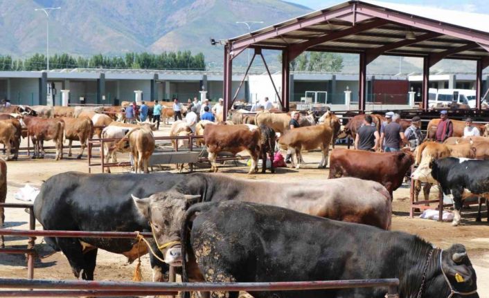 Erzincan’da kurban hareketliliği hız aldı