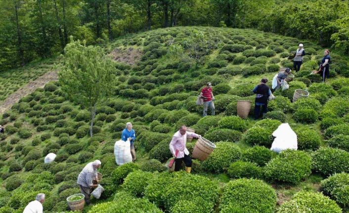 Fındık diyarı Ordu’da ilk çay hasadı başladı