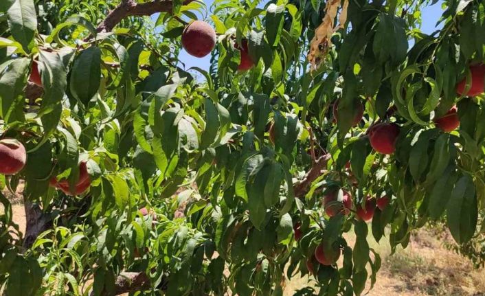 Gaziantep’te şeftali sevinci