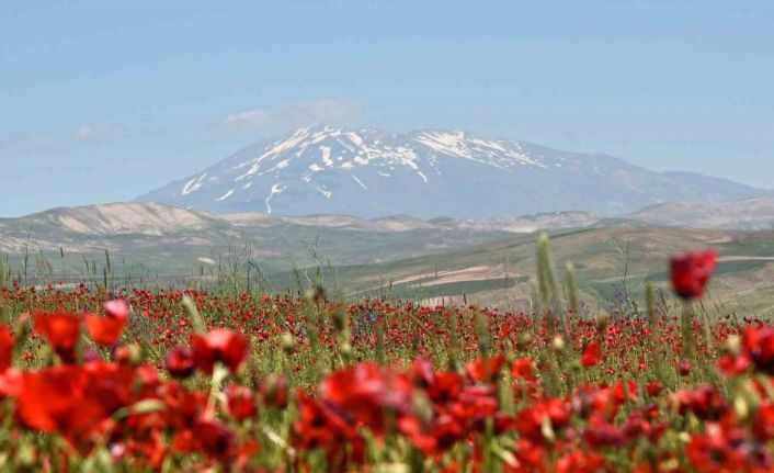 Gelinciklerin Süphan Dağı ile oluşturduğu manzara hayran bırakıyor