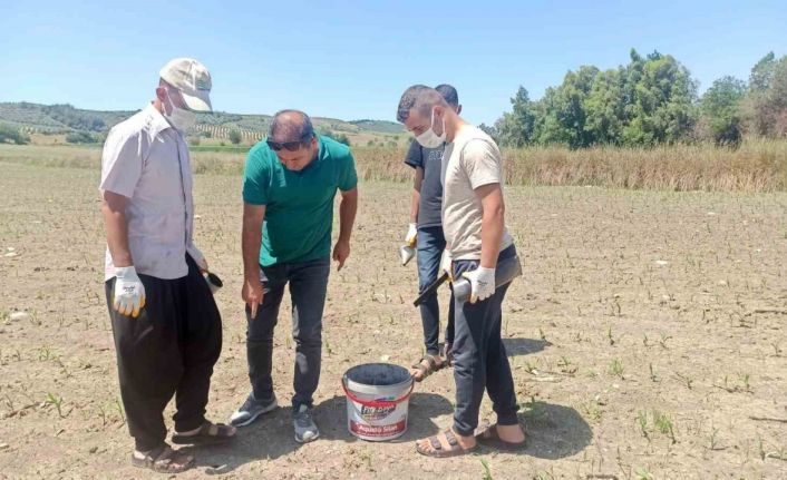 Hububat ekili alanlarda tarla faresi ile mücadele