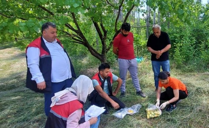 Iğdır’da yetişen ürünlerden numune alınıyor