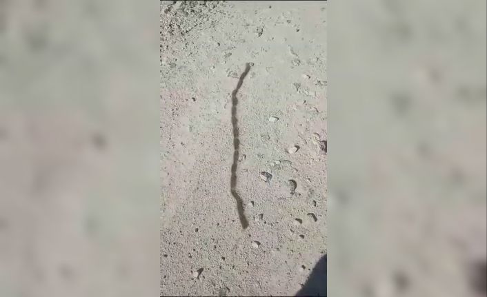 İlk görüşte yılan sandı, yaklaşınca gözlerine inanamadı