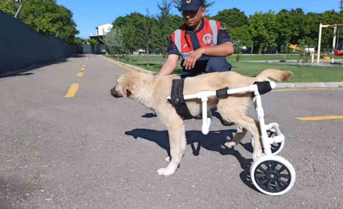 Jandarma, ayağı sakat köpeğe plastik borudan yürüteç yaptı
