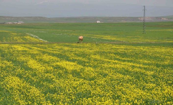 Kars’ta renk cümbüşü yaşanıyor