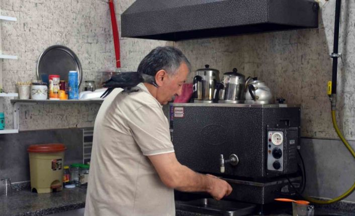Kedilerden kurtardığı karga bir an olsun yanından ayrılmıyor