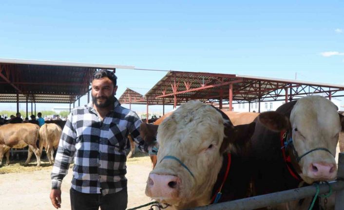 Kırşehir’de otomobil fiyatına kurbanlık