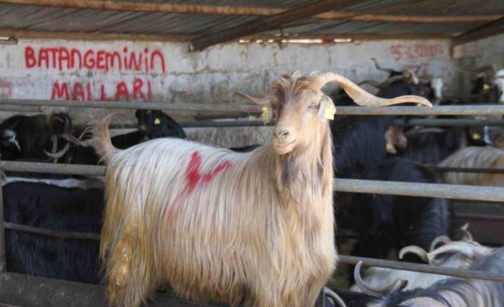 Kurbanlık satıcıları dört gözle arife ve bayramı bekliyor