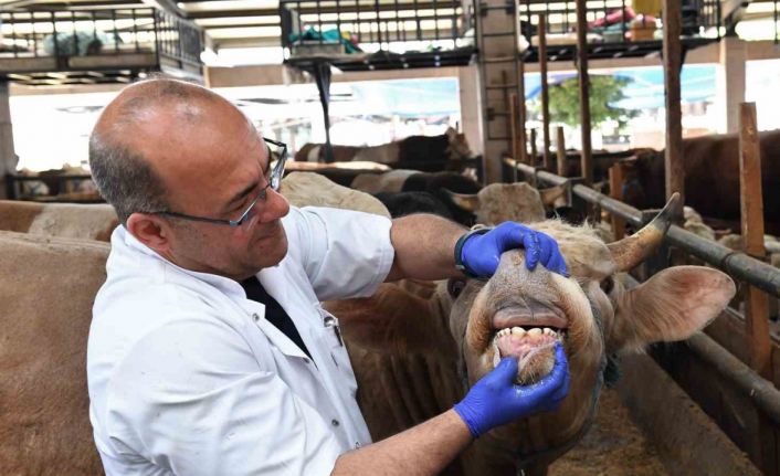 Kurbanlıklara ultrasonla gebelik testi yapıldı
