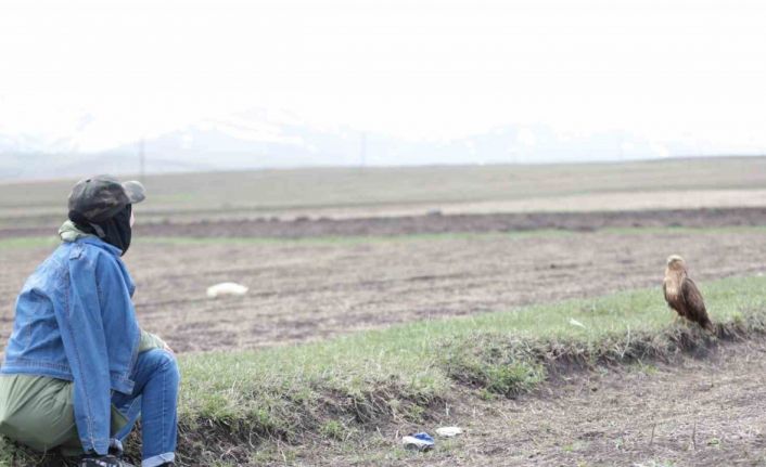 Kuş gözlemcisi ile kızıl şahinin dostluğu