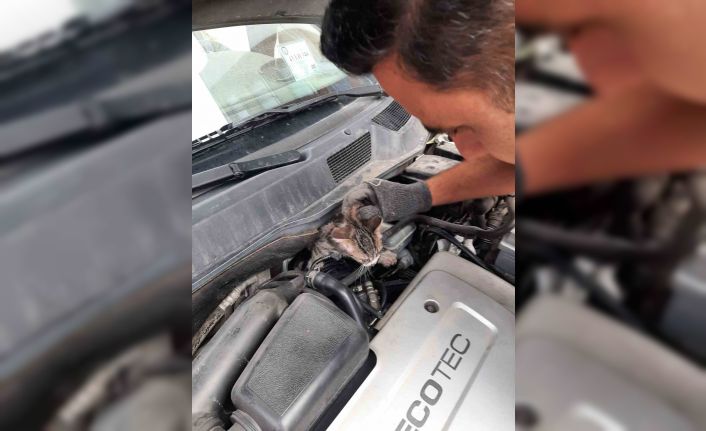 Kütahya’da otomobilin motoruna sıkışan yavru kedi kurtarıldı