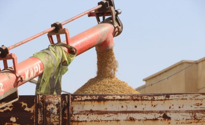 Mardin’de çiftçiler hububatta rekolteden memnun