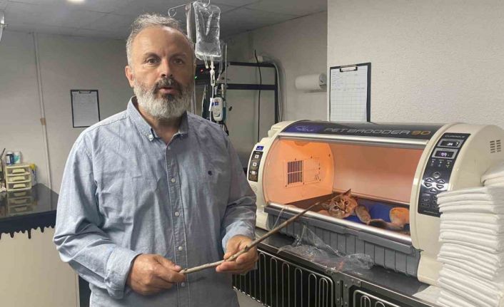 Oyun oynarken camdan atlayan kedinin karnına odun parçası saplandı